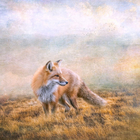 Seeking Mischief White Modern Wood Framed Art Print by Parker, Kelley