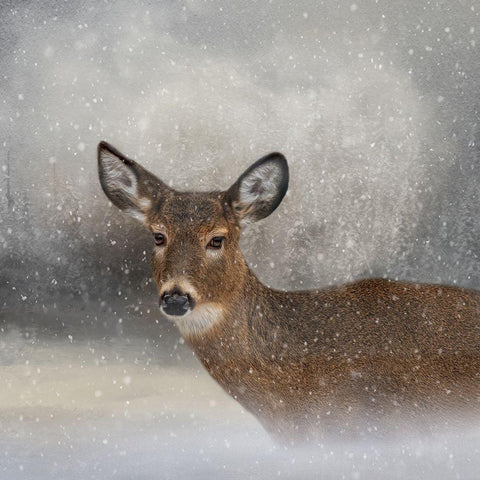 Snow Bound Gold Ornate Wood Framed Art Print with Double Matting by Parker, Kelley