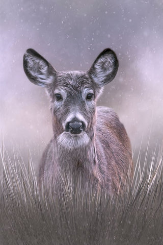 Snow Queen White Modern Wood Framed Art Print with Double Matting by Parker, Kelley