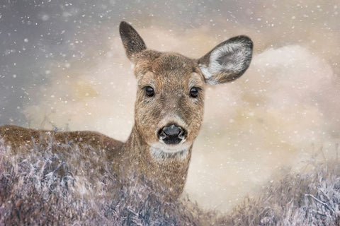 Spirit of Winter White Modern Wood Framed Art Print with Double Matting by Parker, Kelley