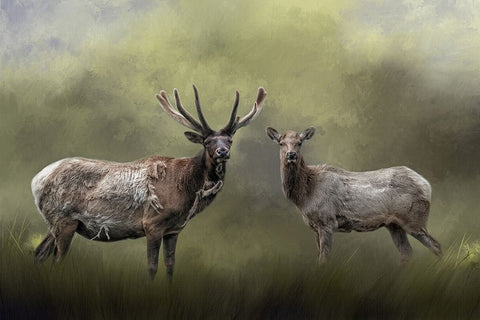 The Elks White Modern Wood Framed Art Print with Double Matting by Parker, Kelley