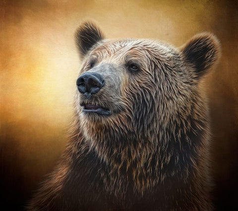 Golden Glow Grizzly White Modern Wood Framed Art Print with Double Matting by Parker, Kelley
