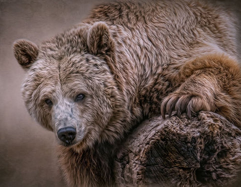 Glorious Grizzly White Modern Wood Framed Art Print with Double Matting by Parker, Kelley