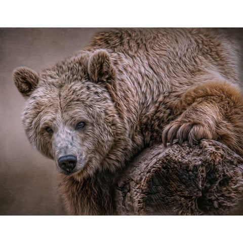 Glorious Grizzly White Modern Wood Framed Art Print by Parker, Kelley