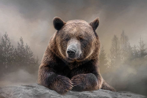 Grizzly Summit White Modern Wood Framed Art Print with Double Matting by Parker, Kelley