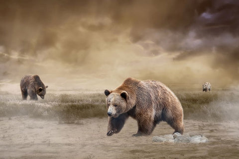 Land of the Grizzly White Modern Wood Framed Art Print with Double Matting by Parker, Kelley