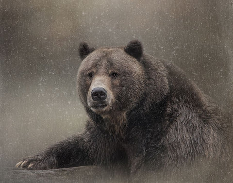 Snow Bear Black Ornate Wood Framed Art Print with Double Matting by Parker, Kelley