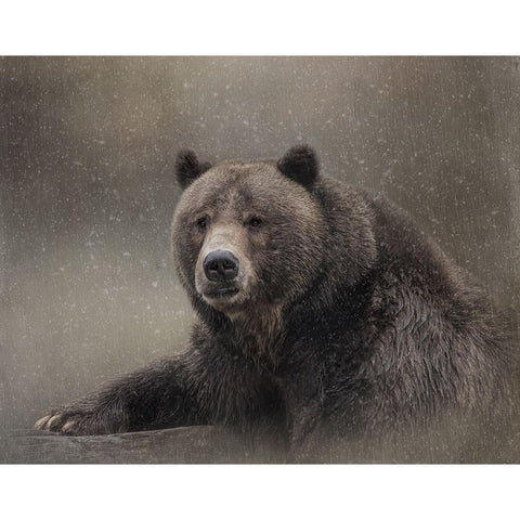 Snow Bear Black Modern Wood Framed Art Print with Double Matting by Parker, Kelley