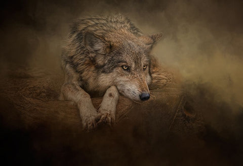 At Rest Black Ornate Wood Framed Art Print with Double Matting by Parker, Kelley