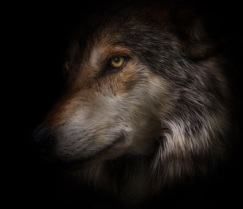 Where Light and Dark Meet Black Ornate Wood Framed Art Print with Double Matting by Parker, Kelley