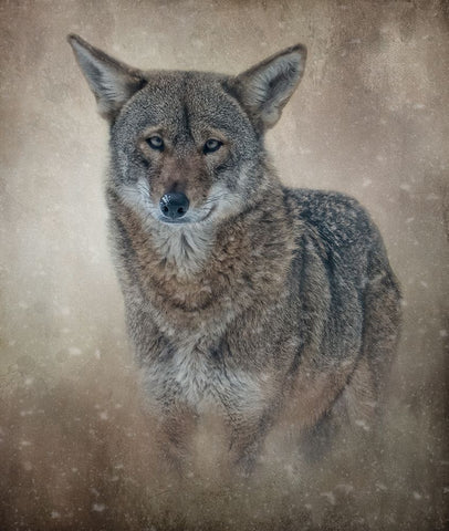 In the Veil of Winter Black Ornate Wood Framed Art Print with Double Matting by Parker, Kelley