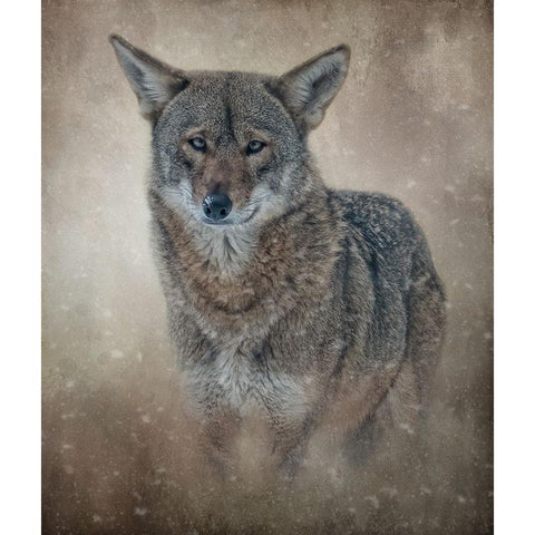 In the Veil of Winter Black Modern Wood Framed Art Print by Parker, Kelley