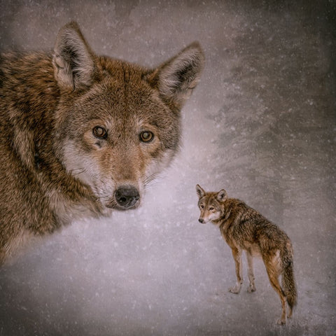 I Am Wolf Black Ornate Wood Framed Art Print with Double Matting by Parker, Kelley