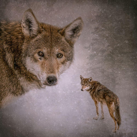 I Am Wolf Gold Ornate Wood Framed Art Print with Double Matting by Parker, Kelley