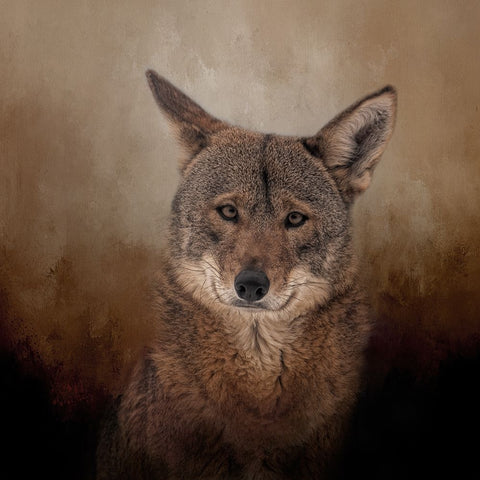 Eyes of the Wolf White Modern Wood Framed Art Print with Double Matting by Parker, Kelley