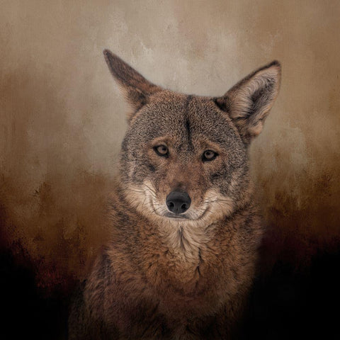 Eyes of the Wolf Black Modern Wood Framed Art Print by Parker, Kelley