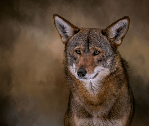 Red Bandit White Modern Wood Framed Art Print with Double Matting by Parker, Kelley