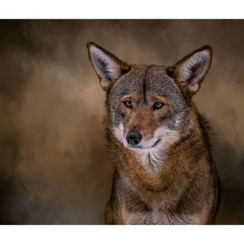 Red Bandit Black Modern Wood Framed Art Print by Parker, Kelley