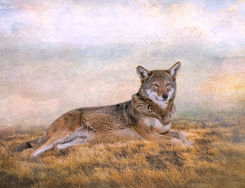 Distant Gaze Black Ornate Wood Framed Art Print with Double Matting by Parker, Kelley