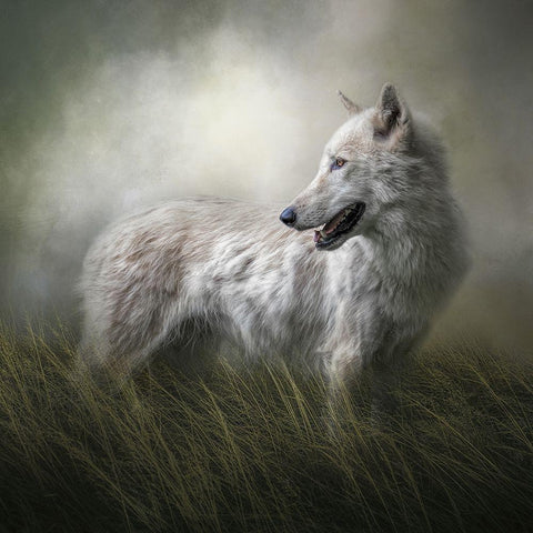 One Last Look White Modern Wood Framed Art Print by Parker, Kelley