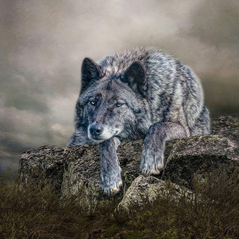 Rocky Perch Black Modern Wood Framed Art Print by Parker, Kelley