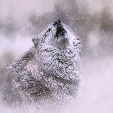 First Call of Winter White Modern Wood Framed Art Print with Double Matting by Parker, Kelley