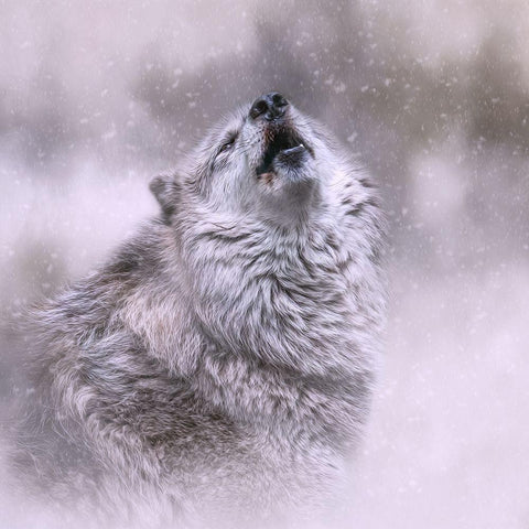 First Call of Winter White Modern Wood Framed Art Print by Parker, Kelley