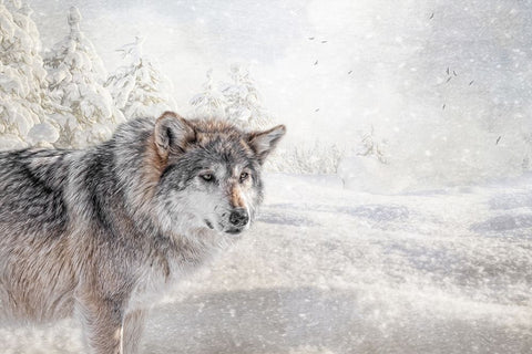 Fresh Snow White Modern Wood Framed Art Print with Double Matting by Parker, Kelley