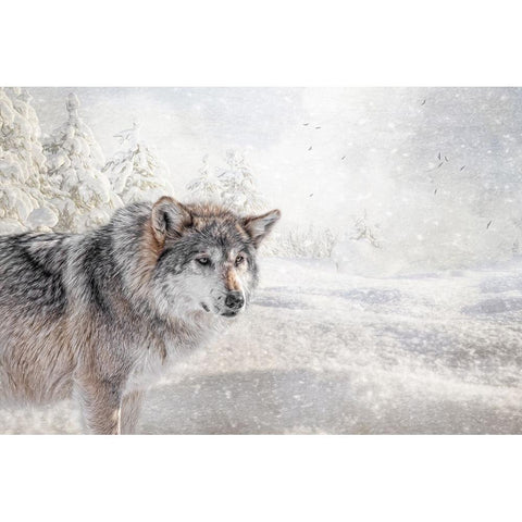 Fresh Snow Black Modern Wood Framed Art Print with Double Matting by Parker, Kelley