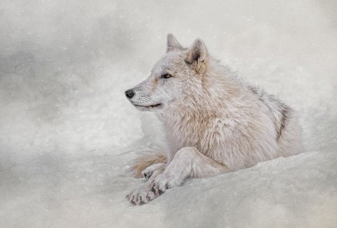 Snow Day White Modern Wood Framed Art Print with Double Matting by Parker, Kelley