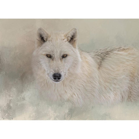 Snow Wolf Black Modern Wood Framed Art Print with Double Matting by Parker, Kelley