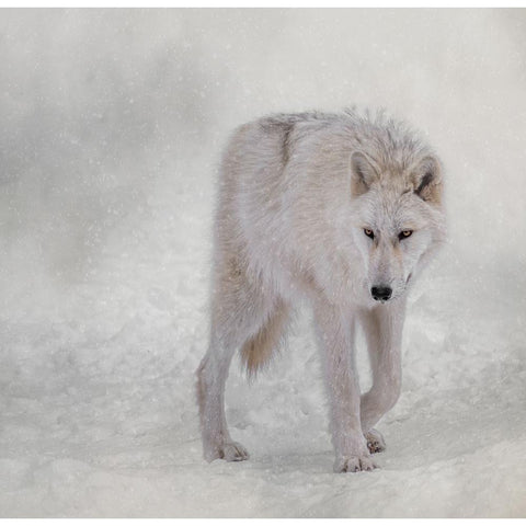 Snow Traveler White Modern Wood Framed Art Print by Parker, Kelley