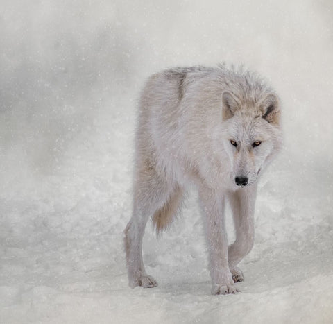 Snow Traveler Black Ornate Wood Framed Art Print with Double Matting by Parker, Kelley