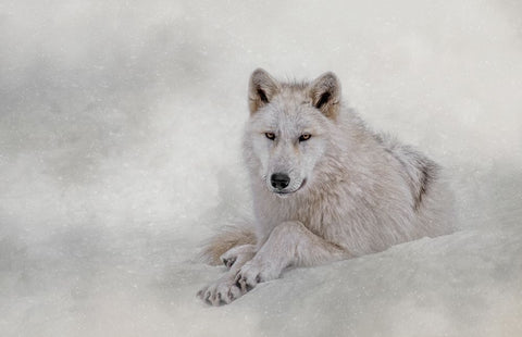 Winter Coat White Modern Wood Framed Art Print with Double Matting by Parker, Kelley