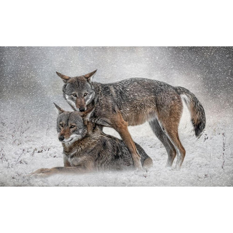 Shelter from the Storm Black Modern Wood Framed Art Print with Double Matting by Parker, Kelley