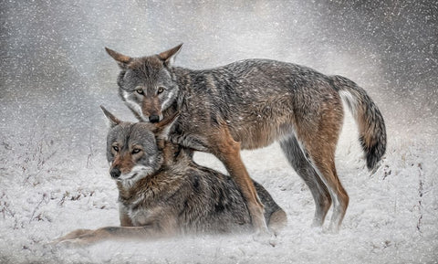 Shelter from the Storm Black Ornate Wood Framed Art Print with Double Matting by Parker, Kelley