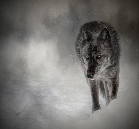 The Lone Journey White Modern Wood Framed Art Print with Double Matting by Parker, Kelley