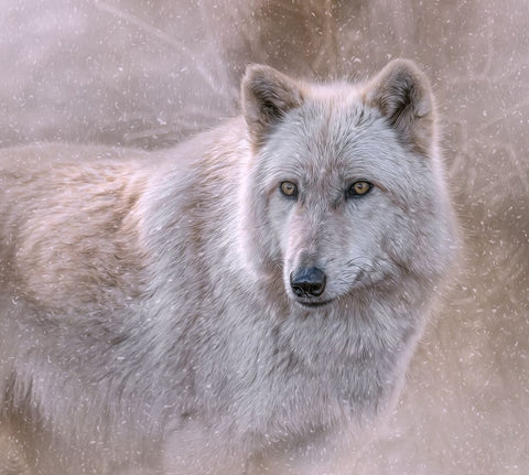 Spirit of the North White Modern Wood Framed Art Print with Double Matting by Parker, Kelley