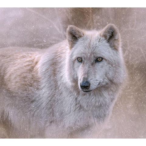 Spirit of the North Black Modern Wood Framed Art Print with Double Matting by Parker, Kelley