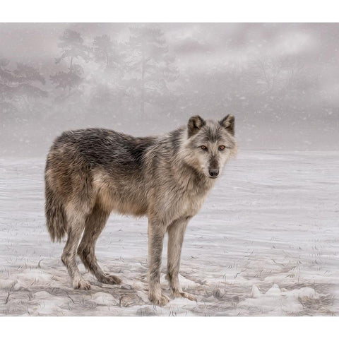 The Wolf of Winter Black Modern Wood Framed Art Print with Double Matting by Parker, Kelley