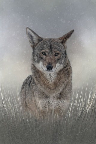 Wolf Among Us White Modern Wood Framed Art Print with Double Matting by Parker, Kelley