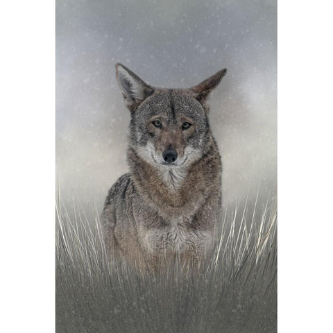Wolf Among Us Black Modern Wood Framed Art Print by Parker, Kelley