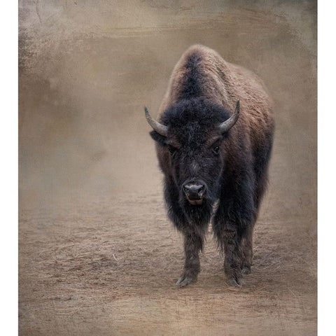 Miss Shaggy Black Modern Wood Framed Art Print with Double Matting by Parker, Kelley