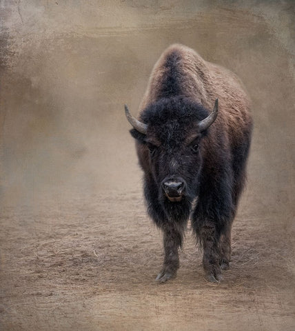 Miss Shaggy Black Ornate Wood Framed Art Print with Double Matting by Parker, Kelley