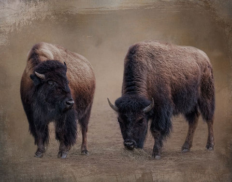 Bison Buddies White Modern Wood Framed Art Print with Double Matting by Parker, Kelley