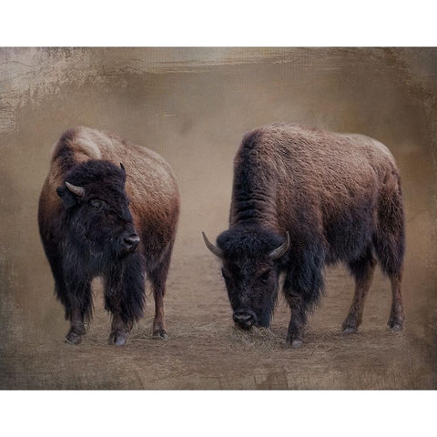 Bison Buddies Black Modern Wood Framed Art Print by Parker, Kelley