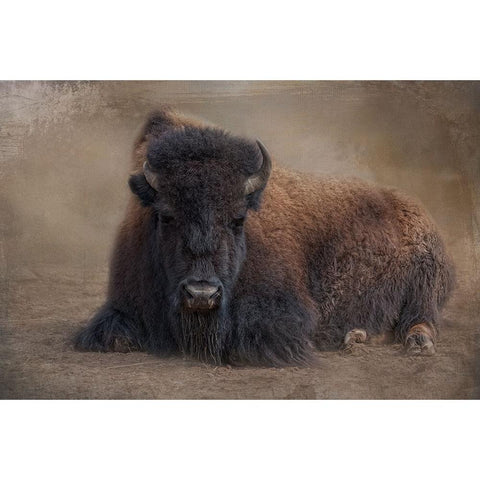 Bison at Rest Black Modern Wood Framed Art Print with Double Matting by Parker, Kelley