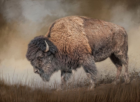 Where the Bison Roam White Modern Wood Framed Art Print with Double Matting by Parker, Kelley