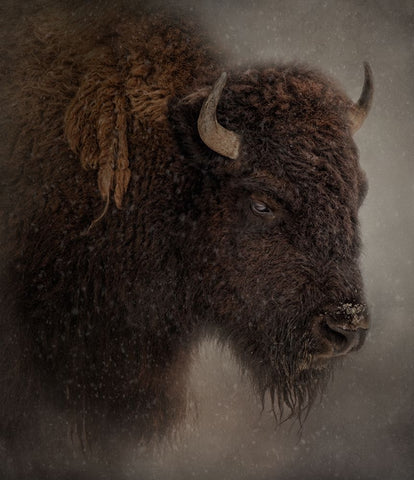 Deep Freeze Black Ornate Wood Framed Art Print with Double Matting by Parker, Kelley