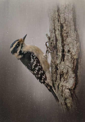 Little Carpenter Black Ornate Wood Framed Art Print with Double Matting by Parker, Kelley